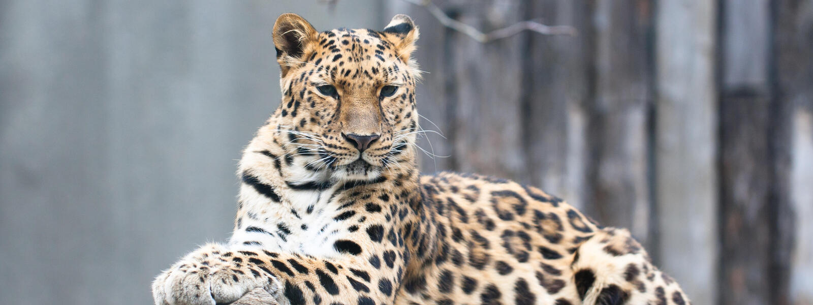 Amur Leopard